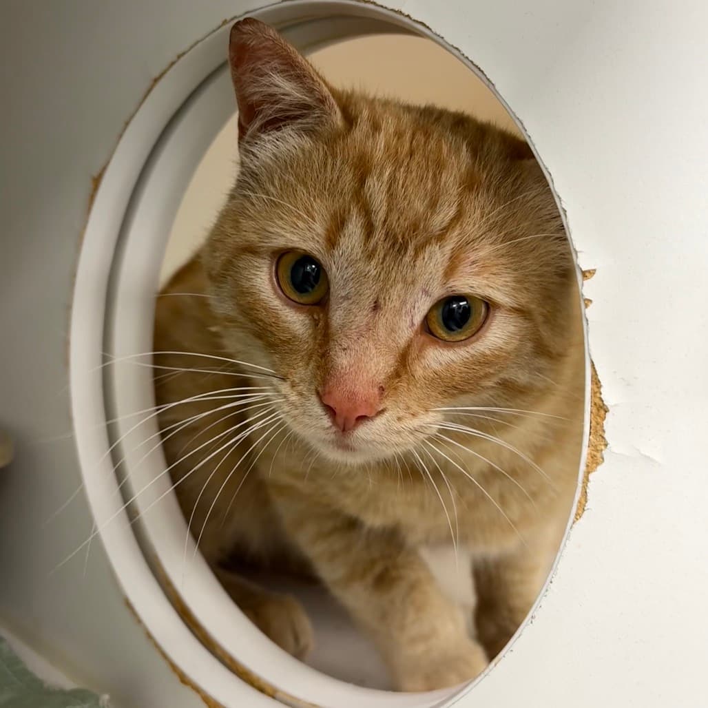 Kyo - Domestic Shorthair available for adoption