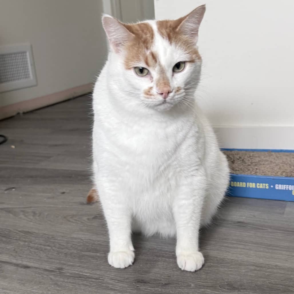 Ronal - Domestic Shorthair available for adoption