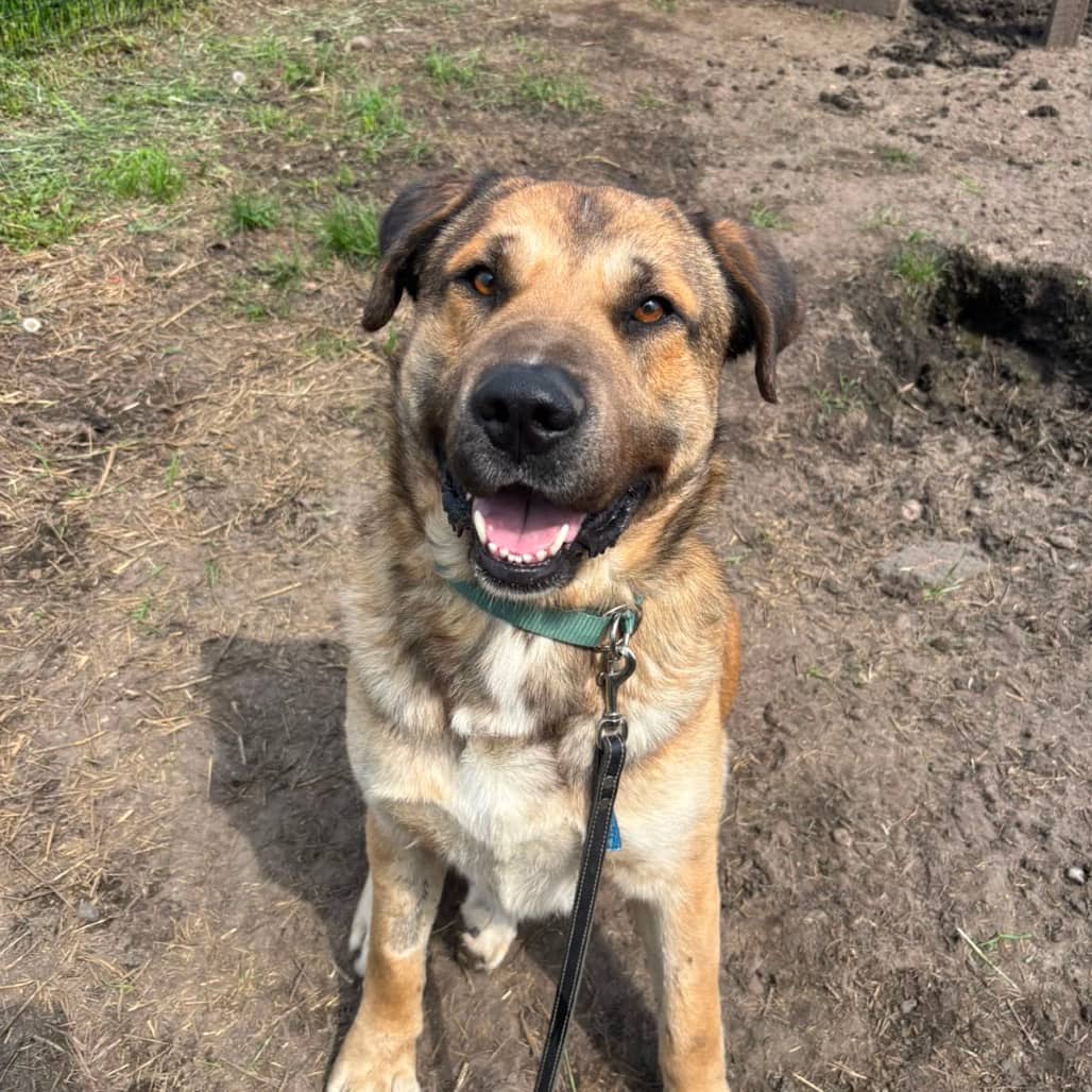 Rex - MASTIFF/MIX available for adoption