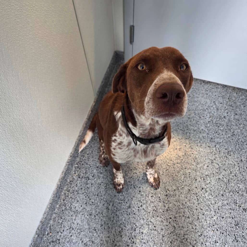 Remington - Pointer / Retriever, Labrador available for adoption
