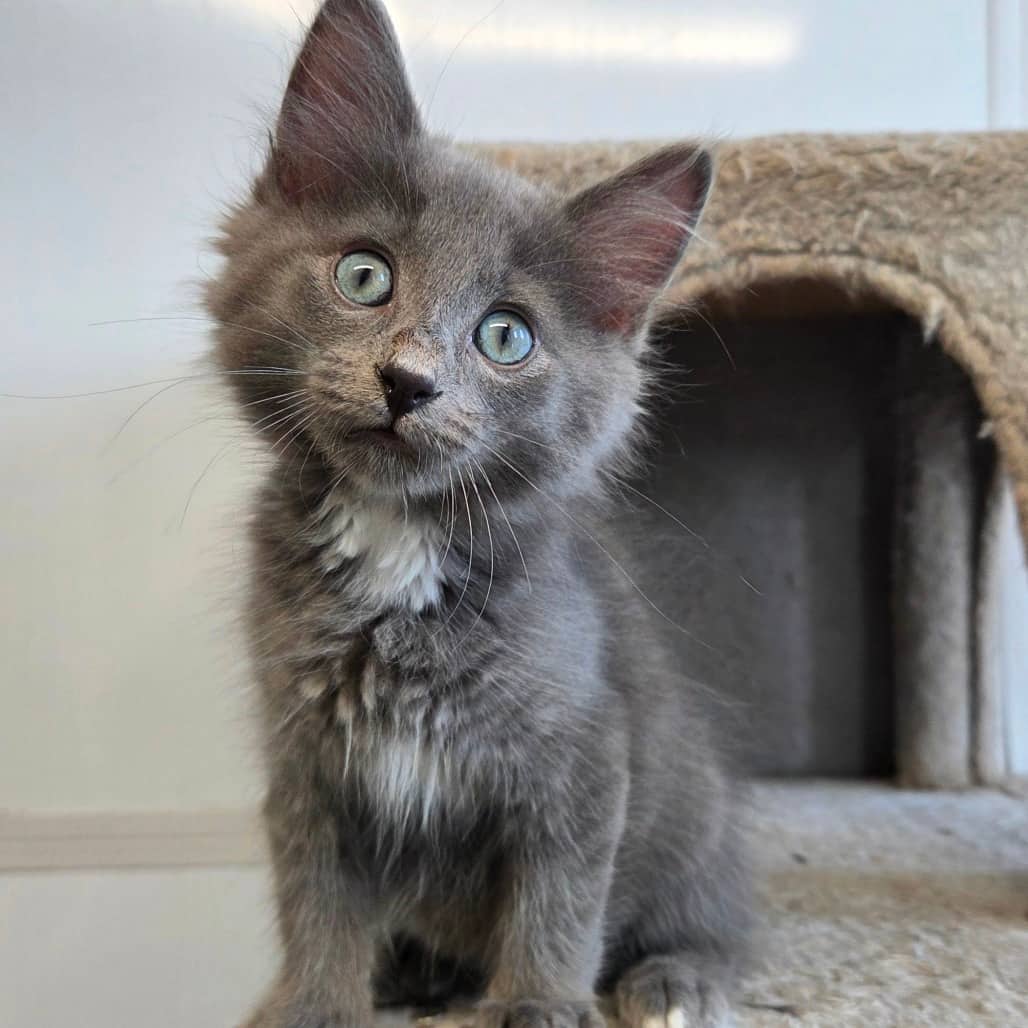 Pebble - Domestic Shorthair available for adoption