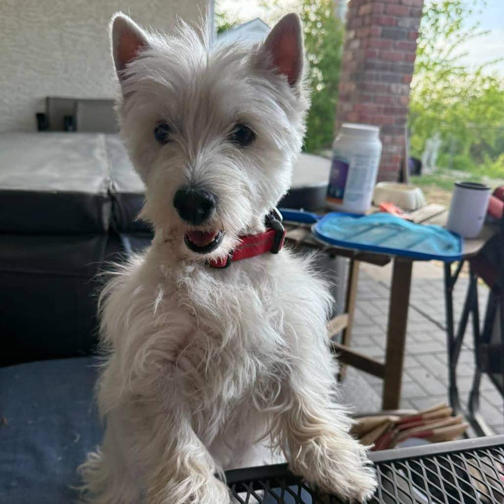 Luna Lovegood - Applications Closed - Mixed Breed available for adoption