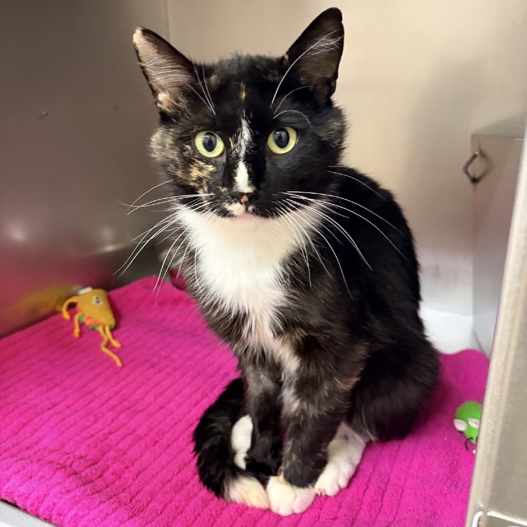 Maverick - Domestic Medium Hair cat available for adoption at Moose Jaw Humane Society in Moose Jaw