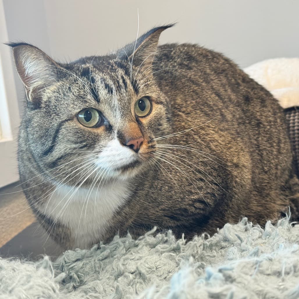 Baymax - Domestic Shorthair cat available for adoption at Prince Albert SPCA in Prince Albert