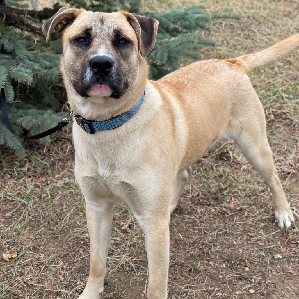 Rosco - Mixed Breed (Large) available for adoption