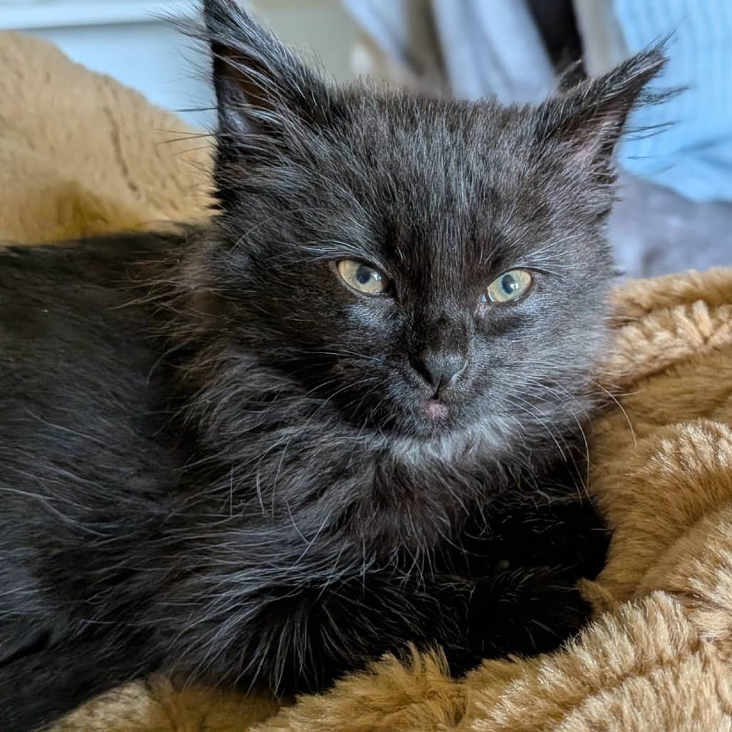 Linguini - Domestic Medium Hair cat available for adoption at Saskatoon SPCA in Saskatoon
