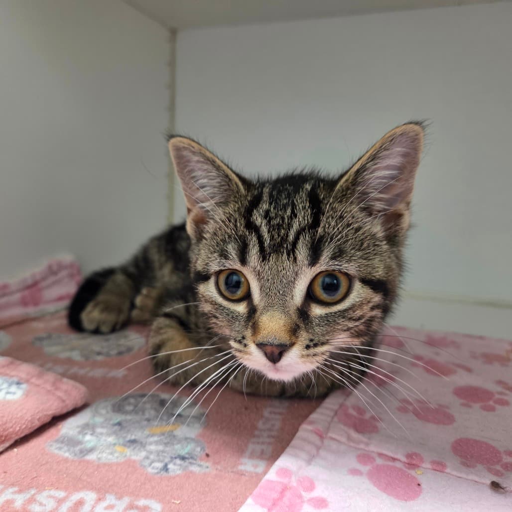 Rosemary - Domestic Shorthair cat available for adoption at Battlefords Humane Society in North Battleford