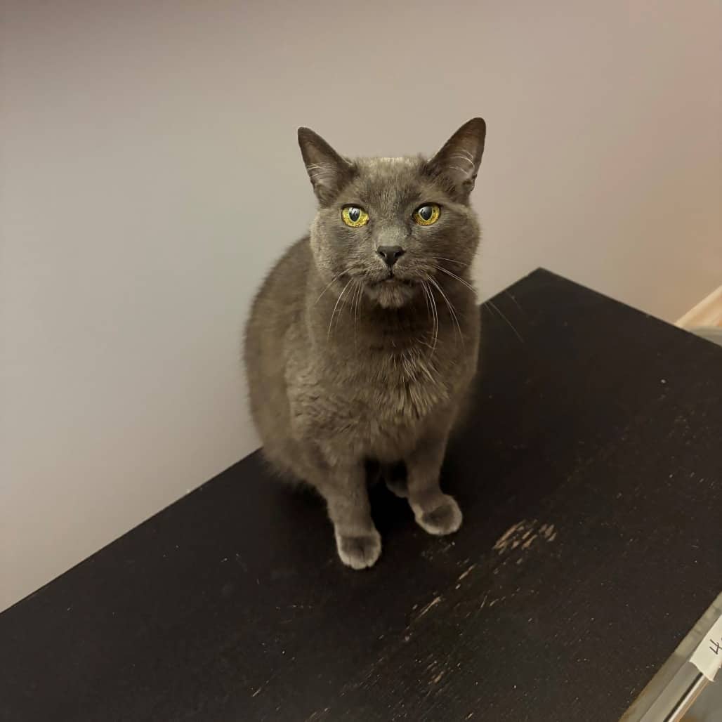 Missy - Domestic Shorthair available for adoption