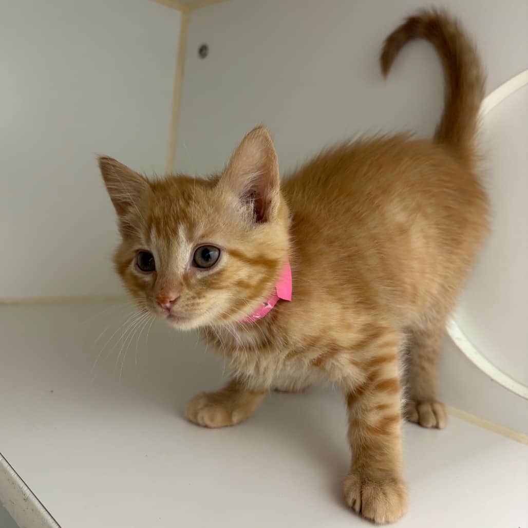 Mantra - Domestic Shorthair / Unknown cat available for adoption at Saskatoon SPCA in Saskatoon