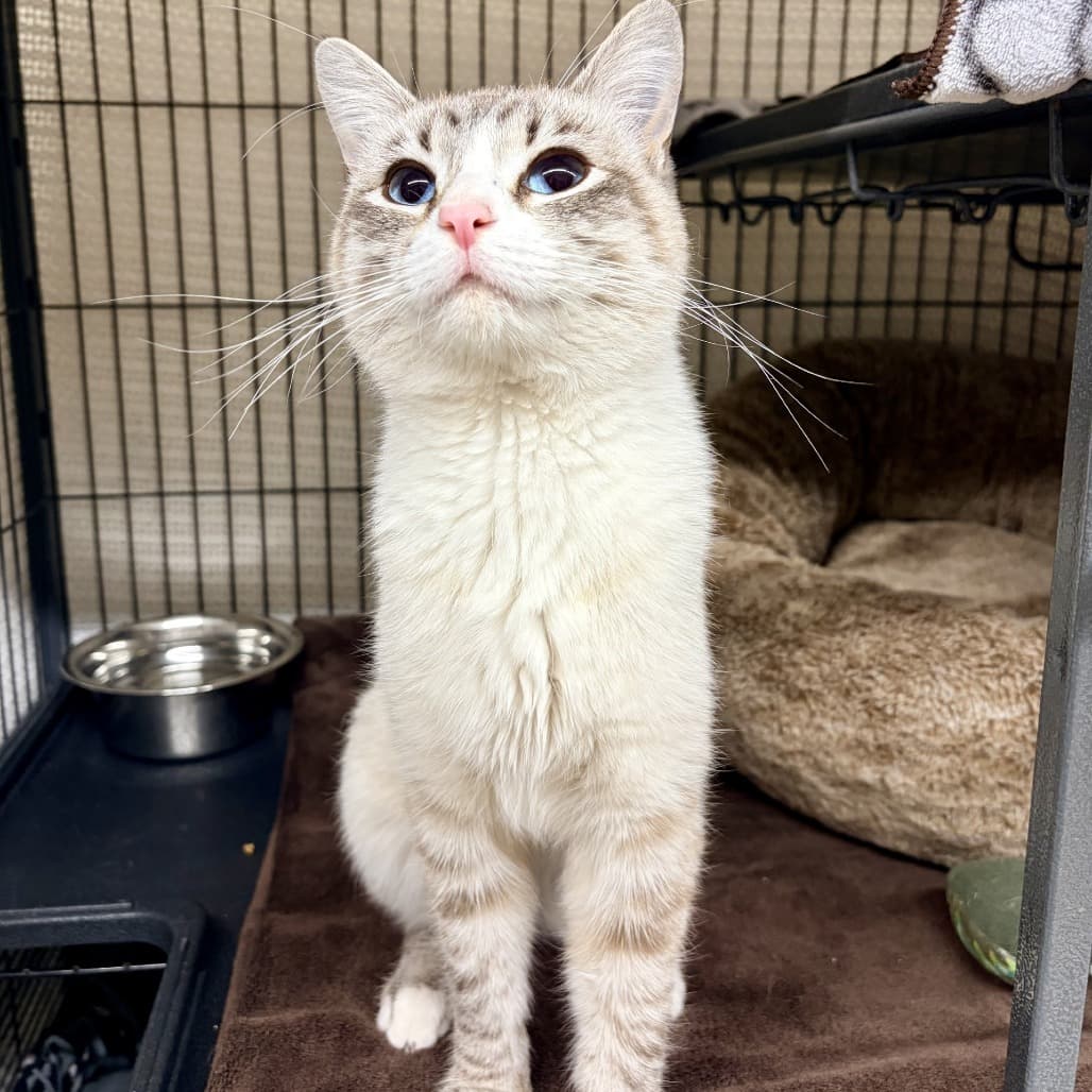 Georgie - Siamese cat available for adoption at Moose Jaw Humane Society in Saskatchewan
