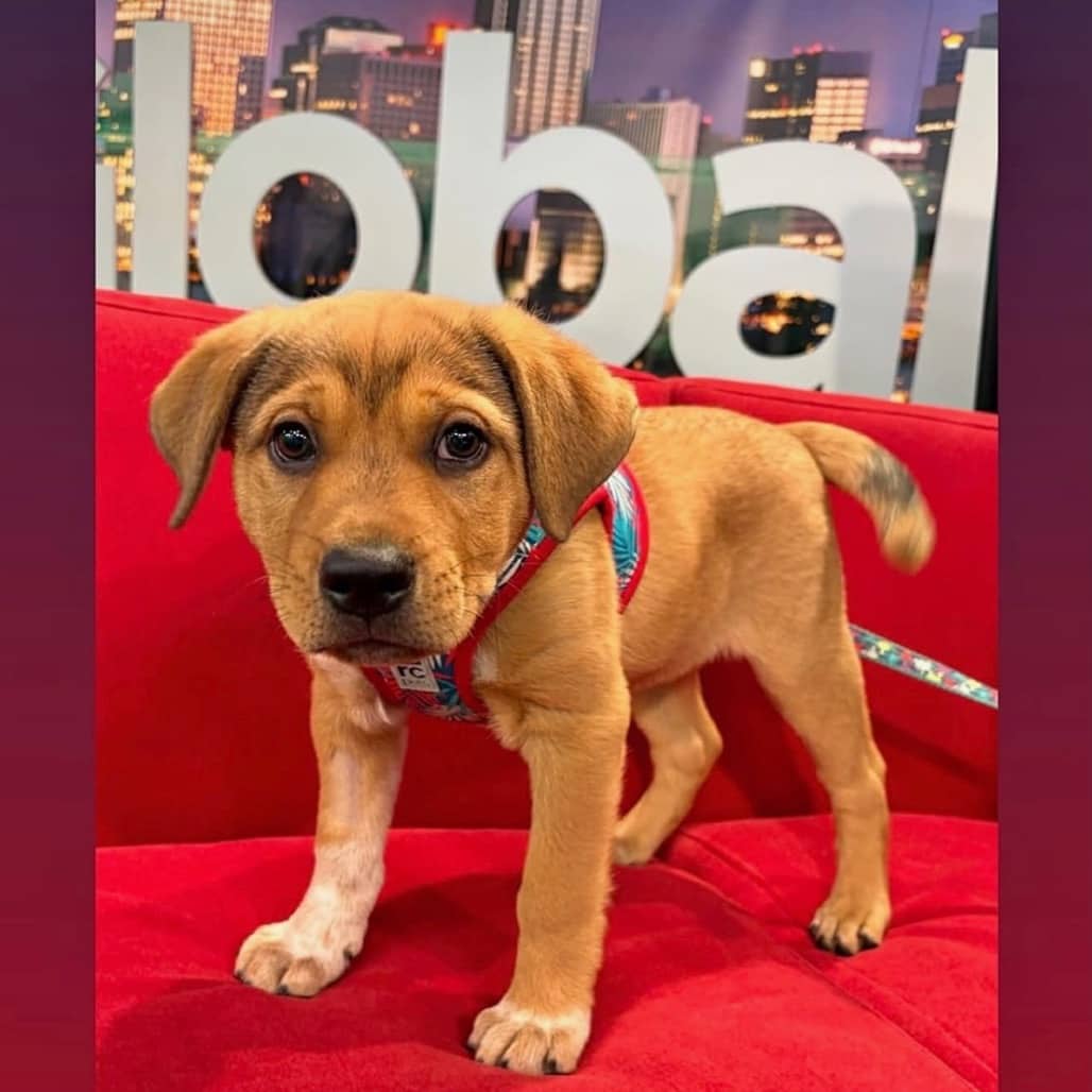 Everest - MIXED BREED available for adoption