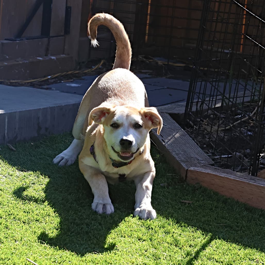 Harriet - Mixed Breed available for adoption in Calgary