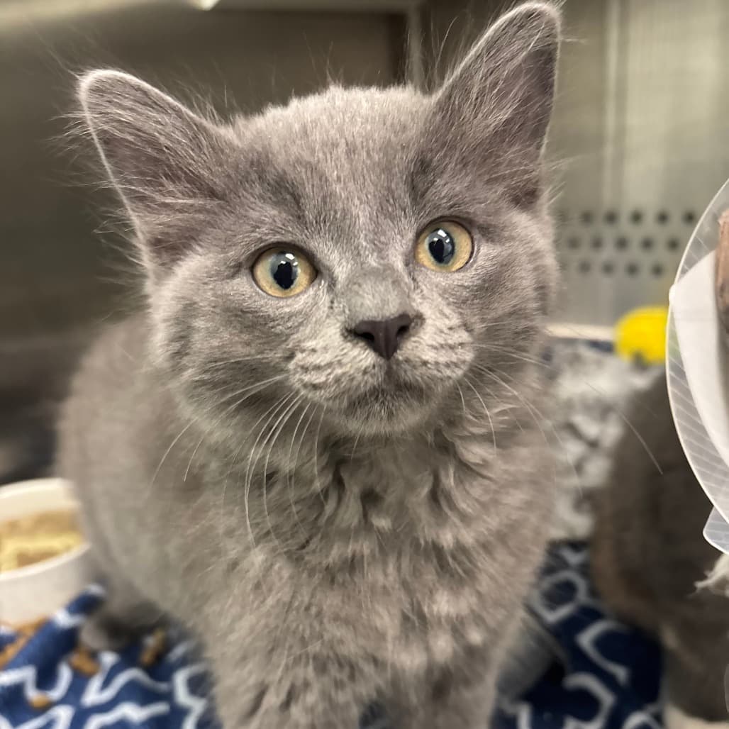 Whiskers - Domestic Medium Hair cat available for adoption at Saskatoon SPCA in Saskatoon