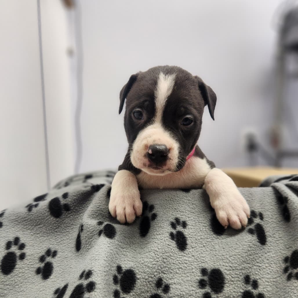 4 - Sutton - Terrier, Pit Bull / Mixed Breed (Medium) available for adoption in Saskatchewan