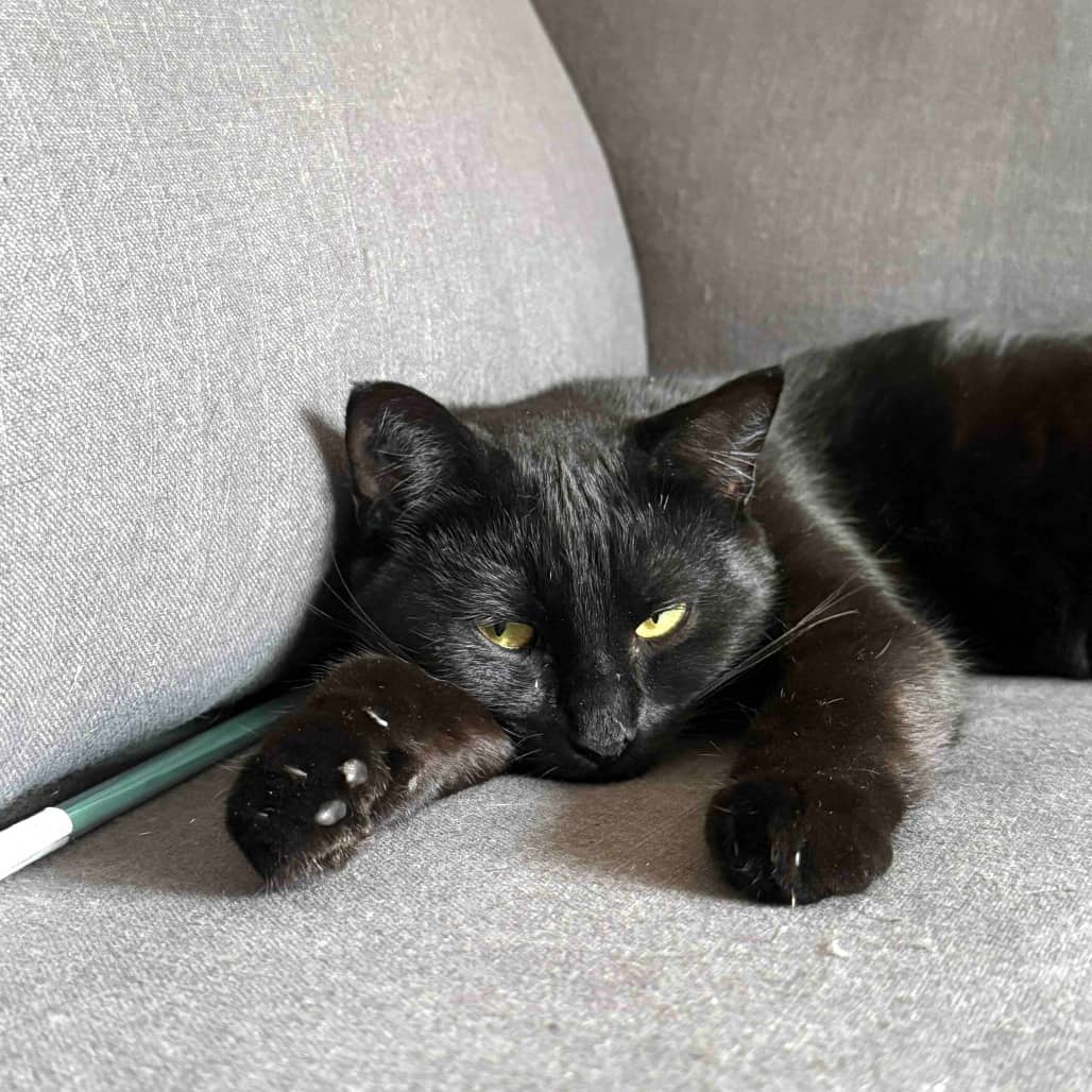 Crouchy - Domestic Shorthair cat available for adoption at Vancouver Orphan Kitten Rescue Association in Vancouver