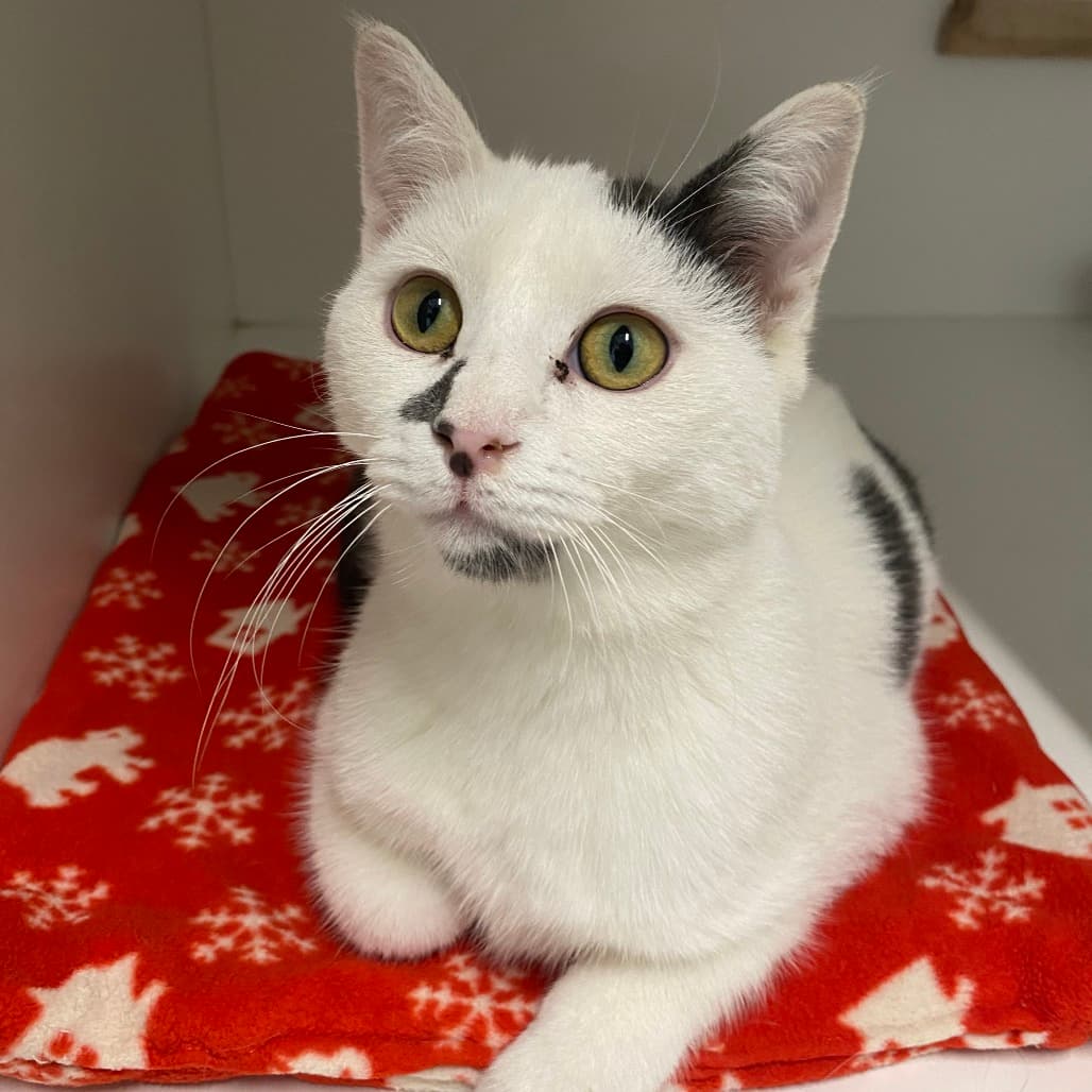 Skye - Domestic Shorthair available for adoption