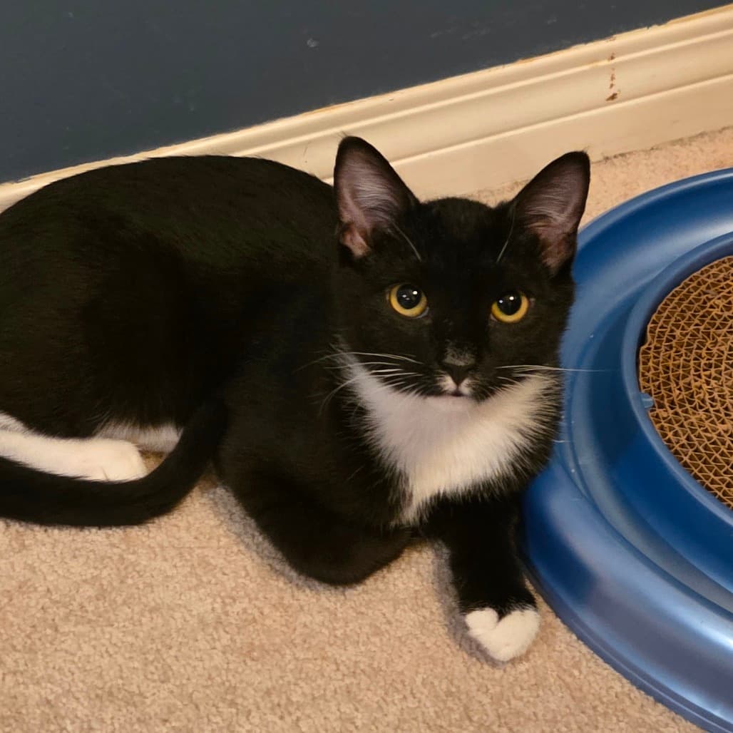 Frost - Domestic Shorthair cat available for adoption at Vancouver Orphan Kitten Rescue Association in British Columbia