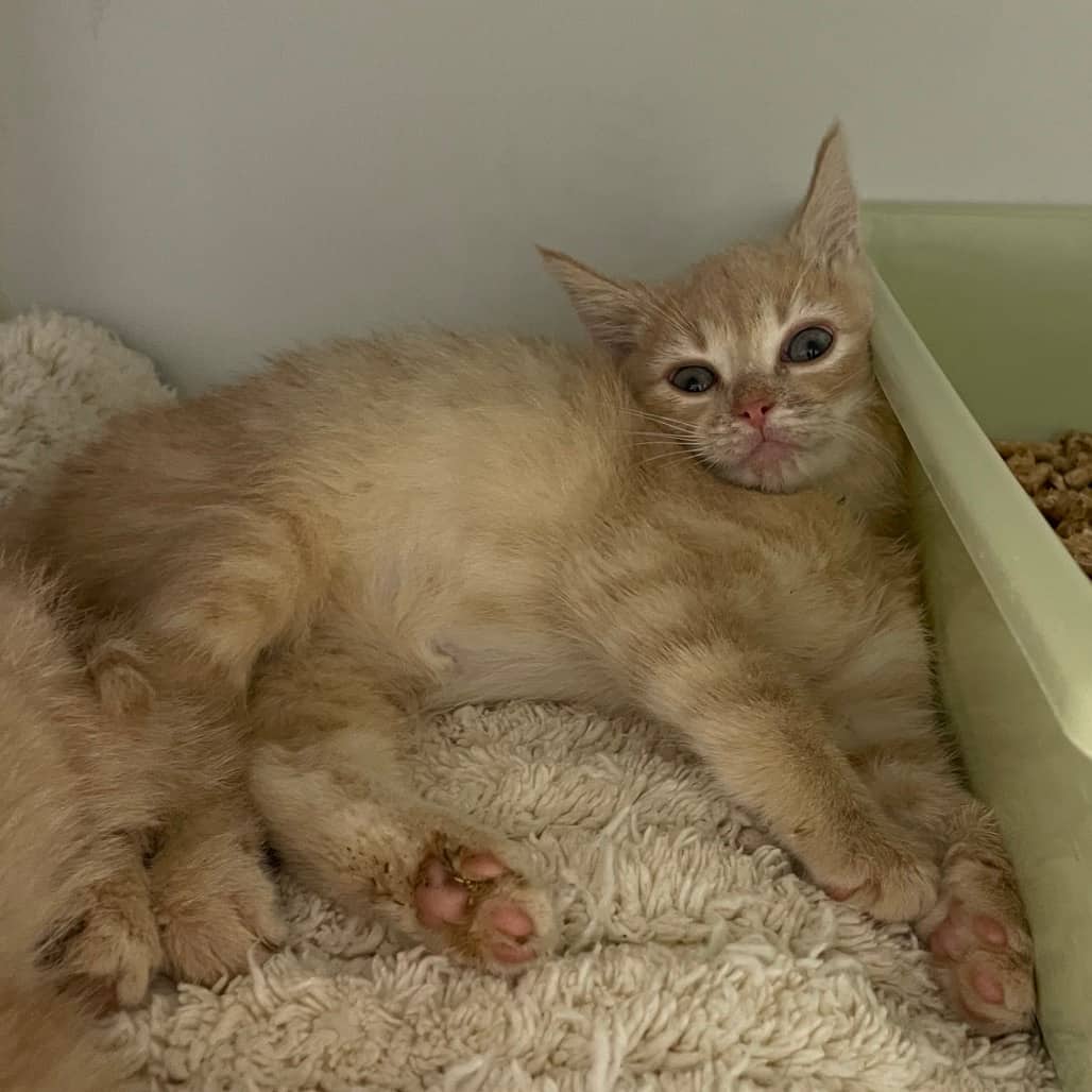 Oliver - Domestic Shorthair cat available for adoption at Battlefords Humane Society in North Battleford