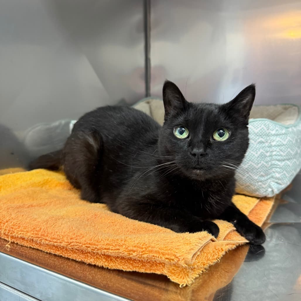 Saltine - Domestic Shorthair available for adoption