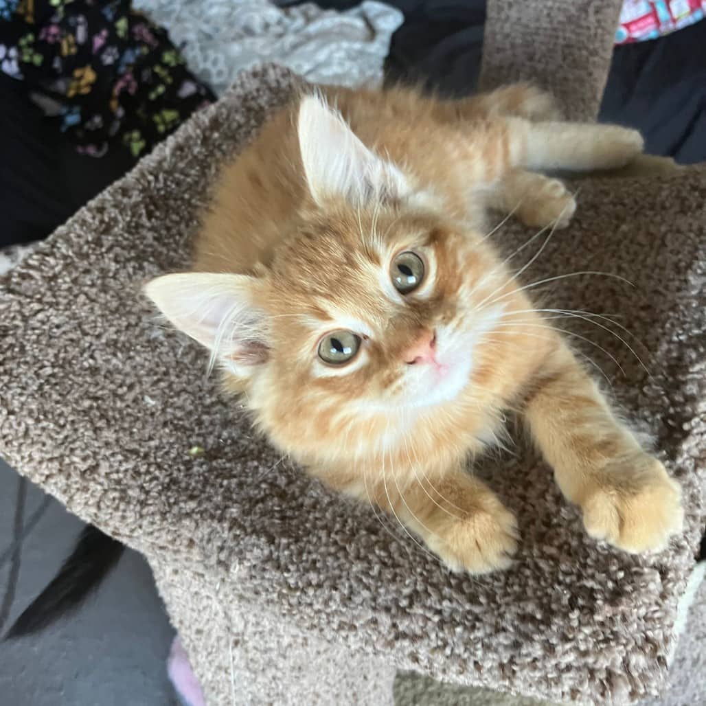 Reggie - Domestic Shorthair cat available for adoption at SCARS in Edmonton (1 of 4)