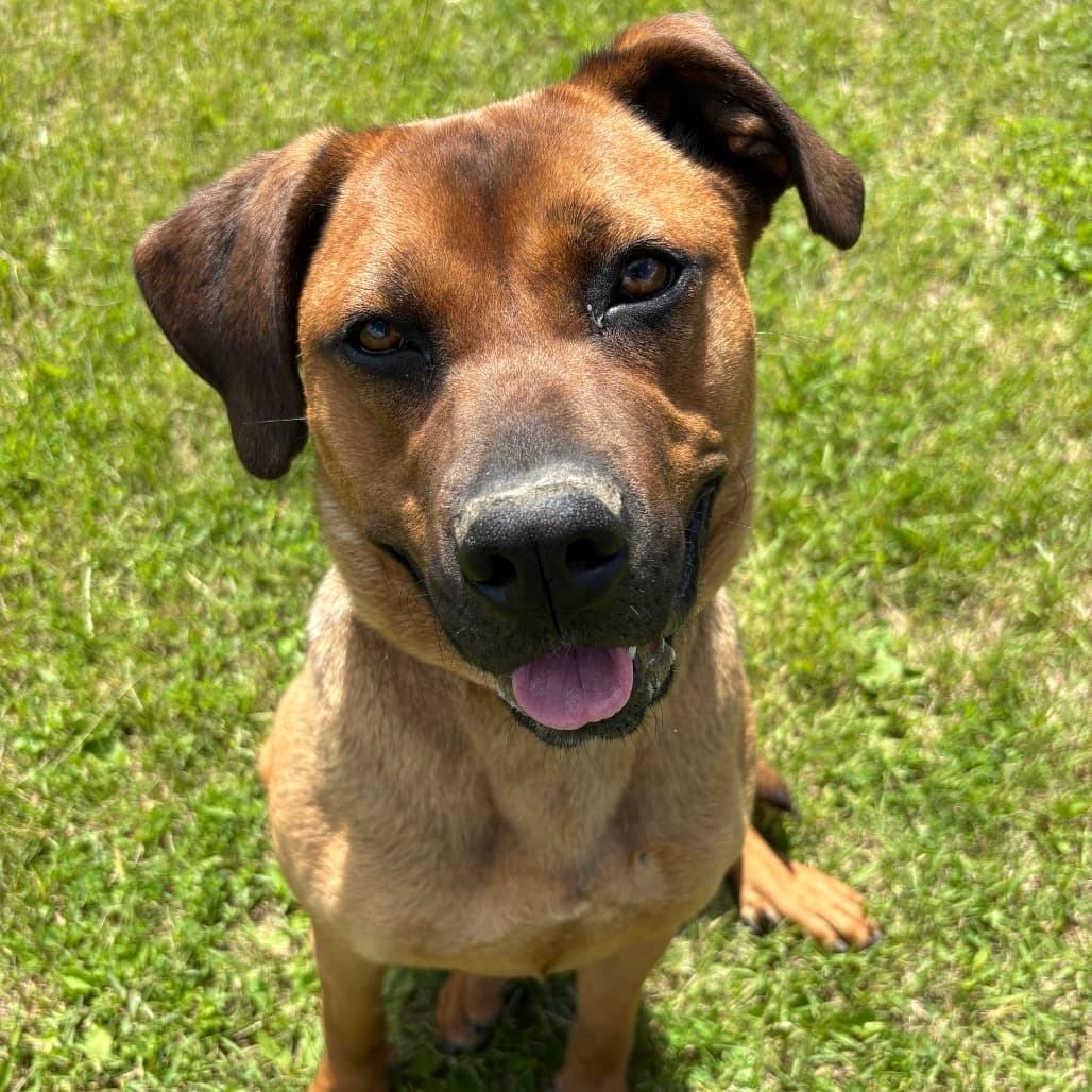 Penny - Rottweiler / Terrier, Pit Bull available for adoption