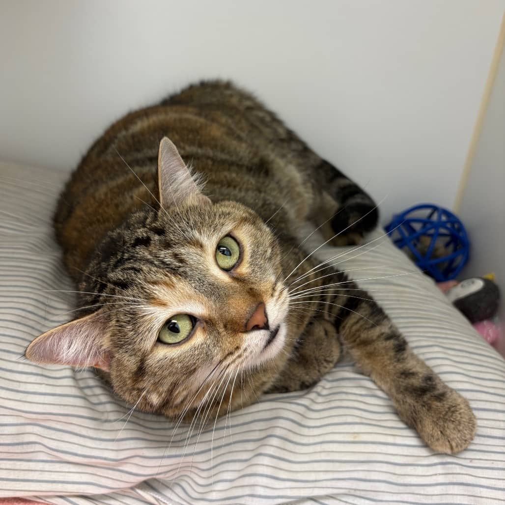 Mona - Domestic Shorthair cat available for adoption at Saskatoon SPCA in Saskatoon