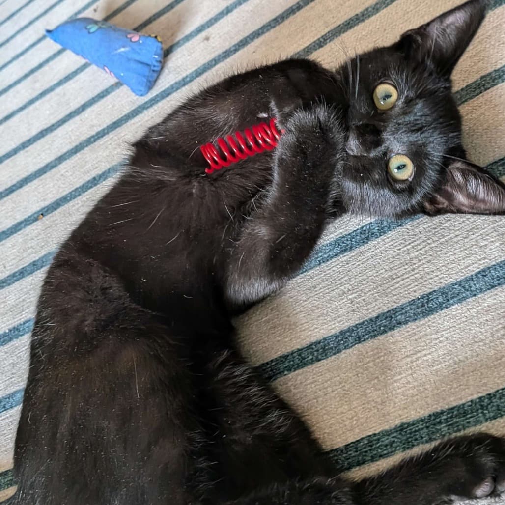 Ozzie - Domestic Shorthair cat available for adoption at Vancouver Orphan Kitten Rescue Association in Vancouver