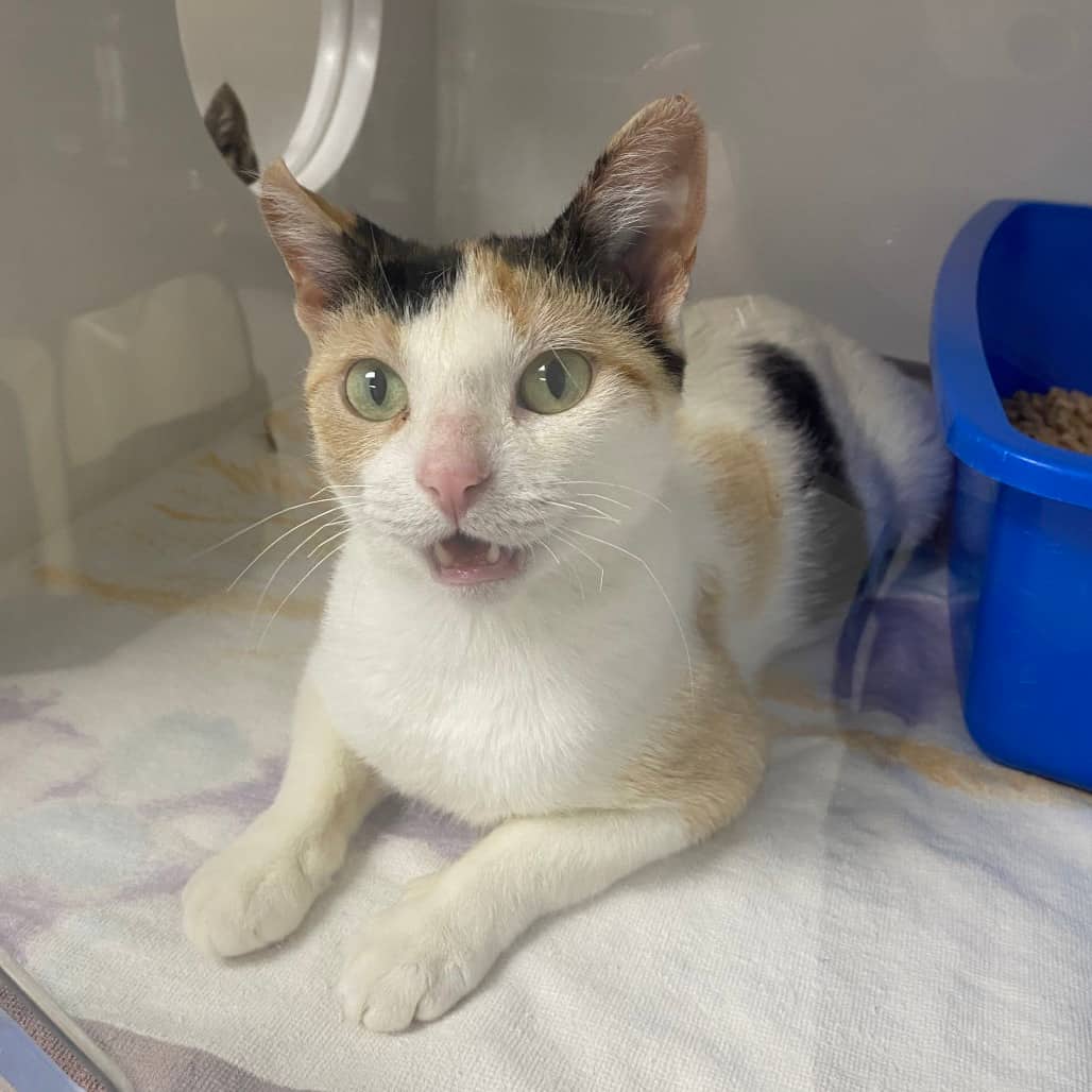 Paradise - Domestic Shorthair cat available for adoption at Border Paws Animal Shelter in Lloydminster