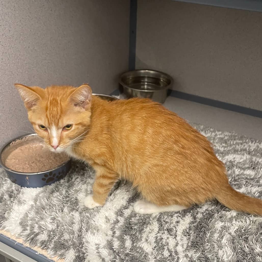 Cocoa - Domestic Shorthair available for adoption