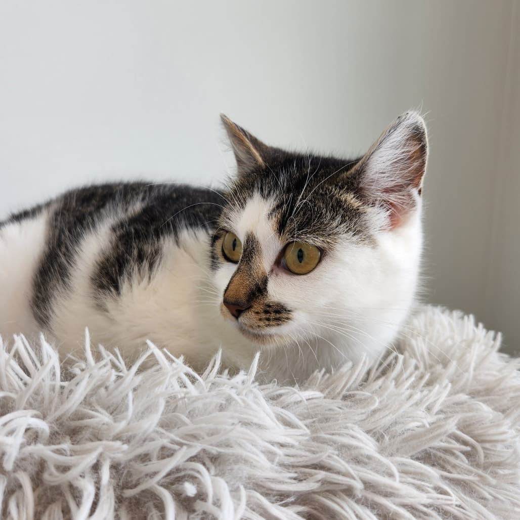 Princess Bubblegum - Domestic Shorthair available for adoption