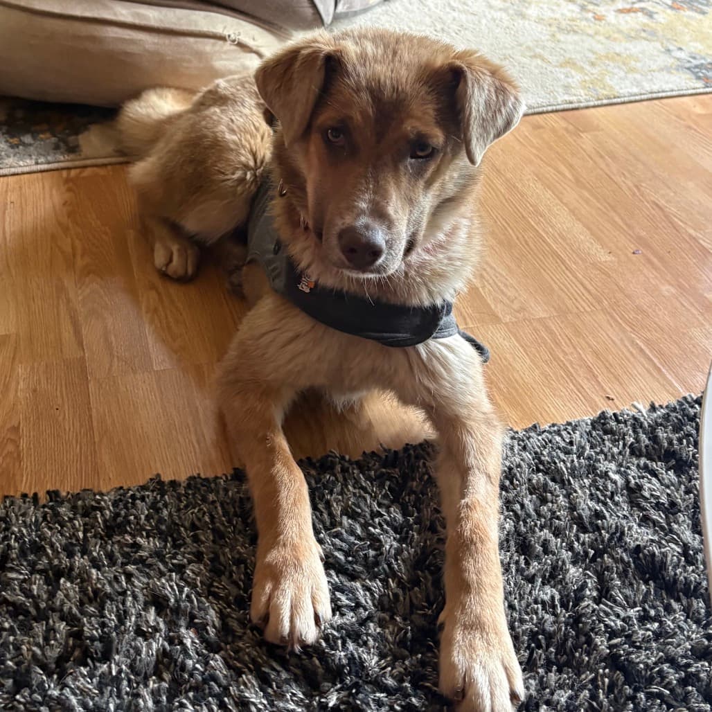 Tails - MIXED BREED available for adoption