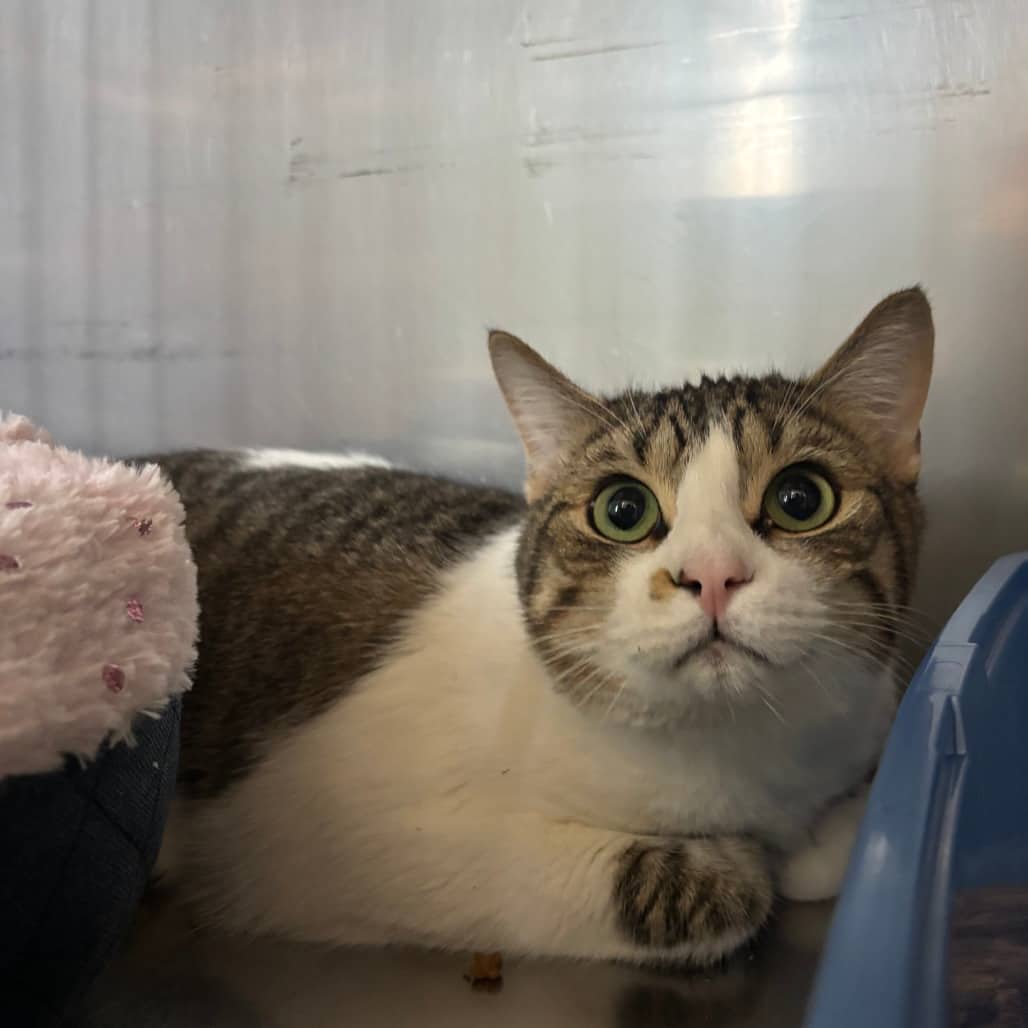 Tango - Domestic Shorthair available for adoption