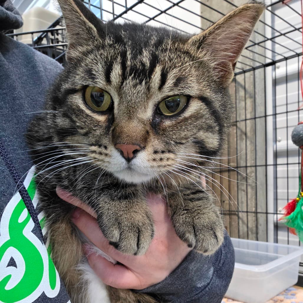 Toby - Domestic Shorthair cat available for adoption in Calgary