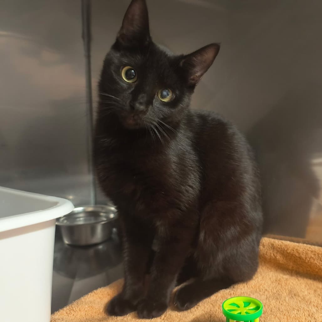 Stego - Domestic Shorthair cat available for adoption at SPCA Swift Current in Swift Current