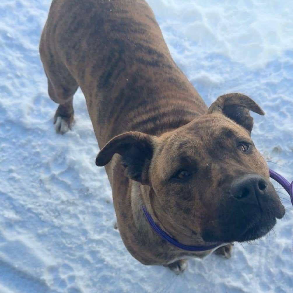 Bryn - Terrier, American Staffordshire available for adoption in Saskatchewan
