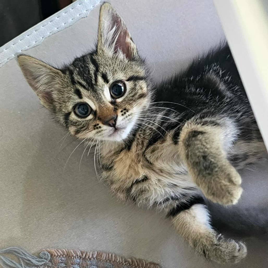 Mocha - Domestic Shorthair available for adoption