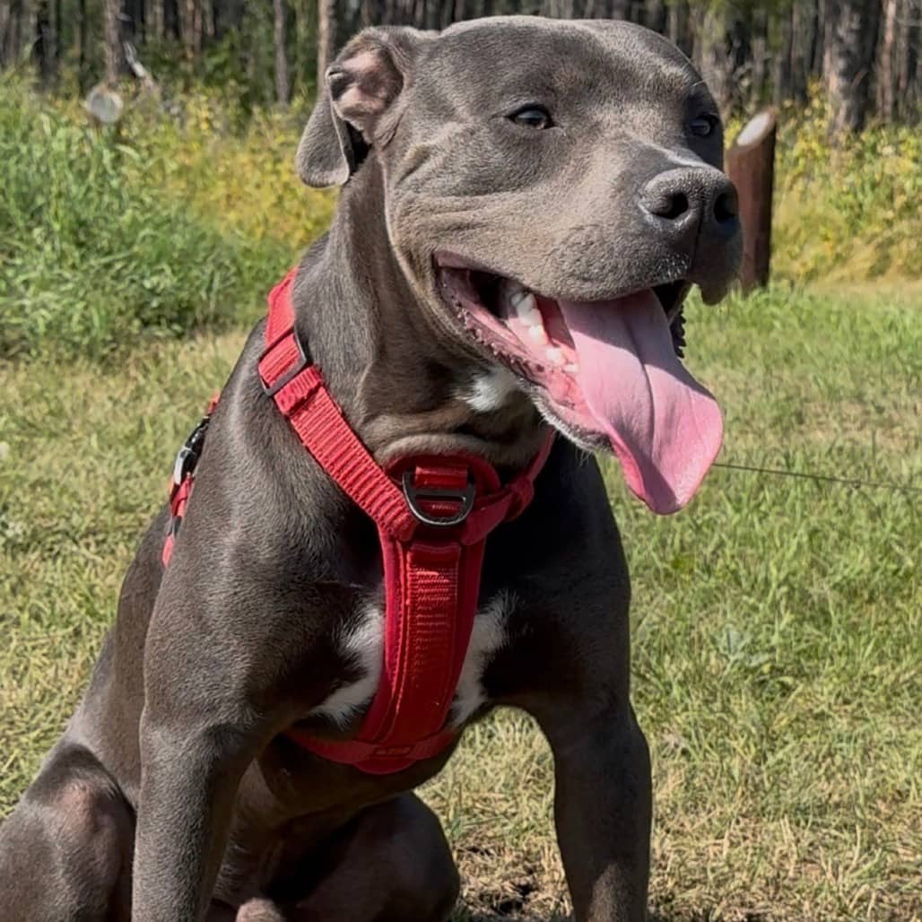 Grayson - Mixed Breed (Large) available for adoption in Calgary