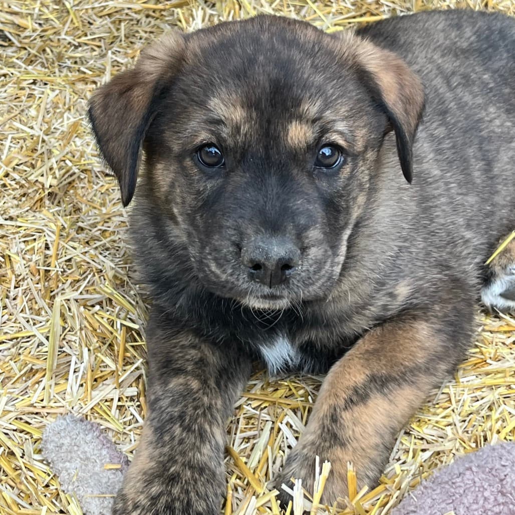 Oslo - COLLIE, BORDER/MIX available for adoption at SCARS in Calgary