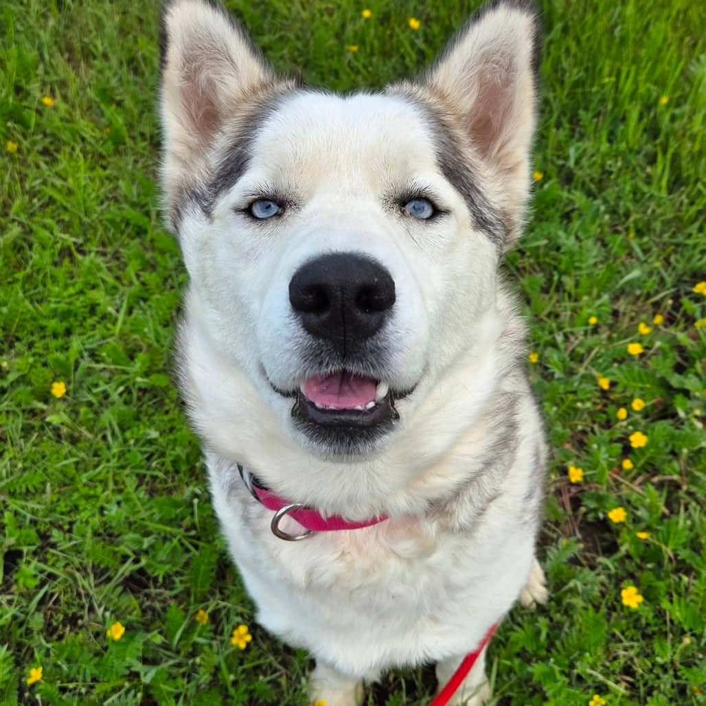 Aria - Husky, Siberian available for adoption