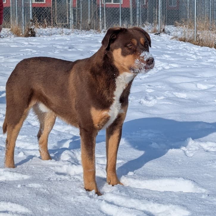 Wally (Courtesy Post for 780 Kennels) - MIXED BREED available for adoption at SCARS in Calgary
