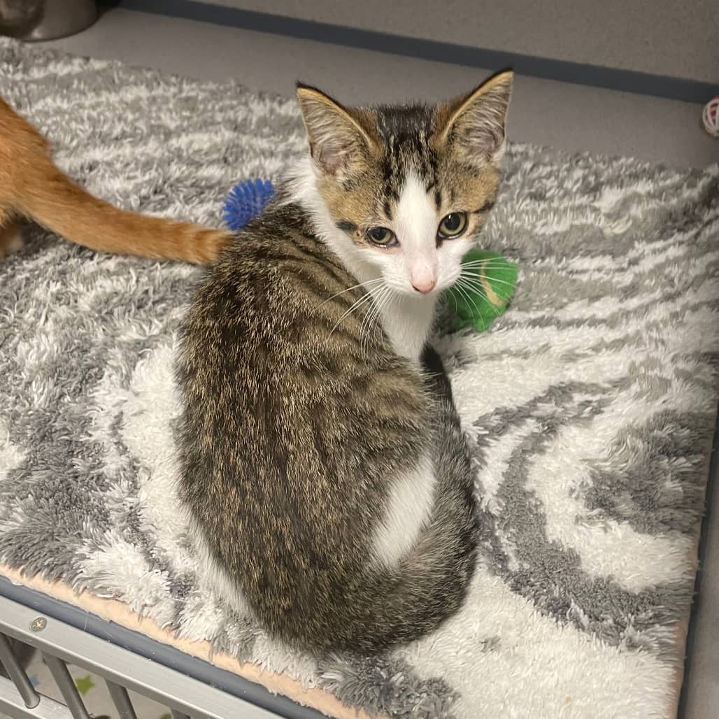 Muffin - Domestic Shorthair cat available for adoption in Saskatchewan