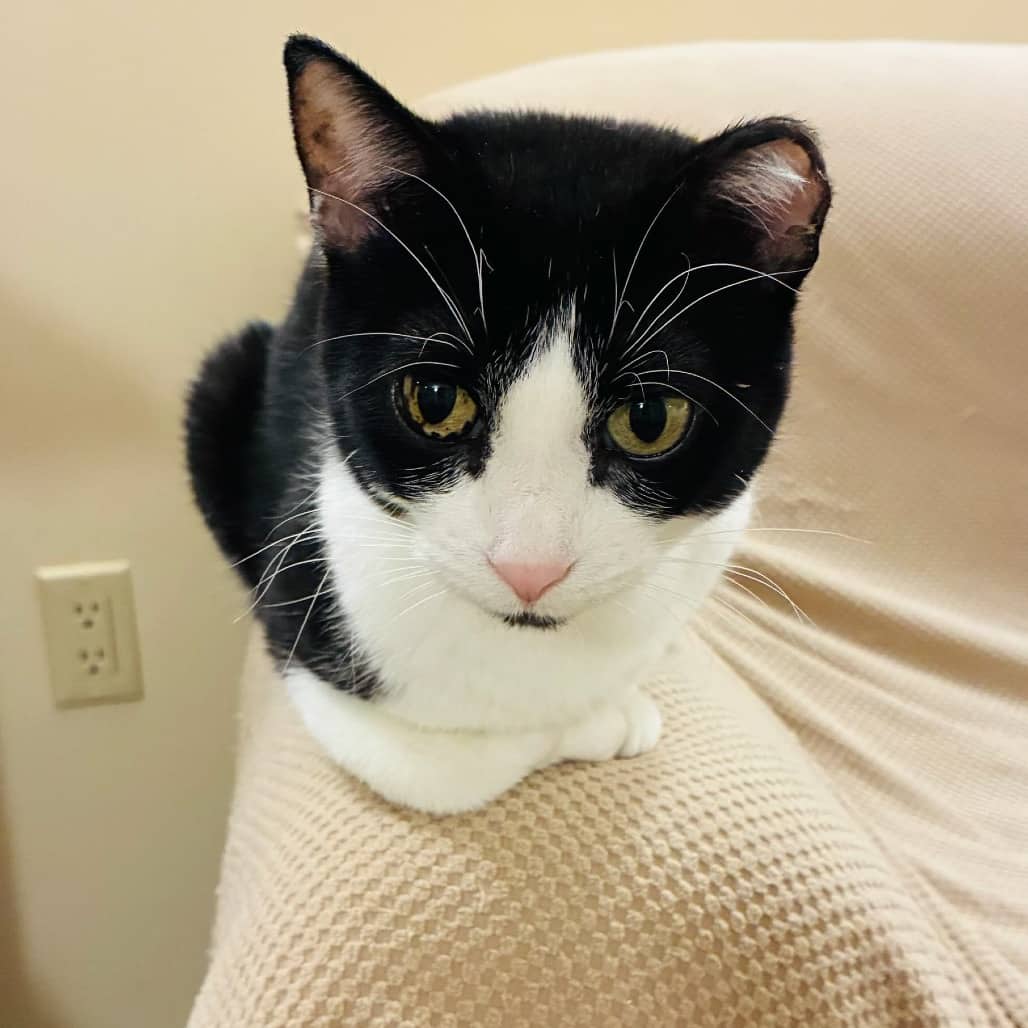 Pippa - Domestic Shorthair available for adoption