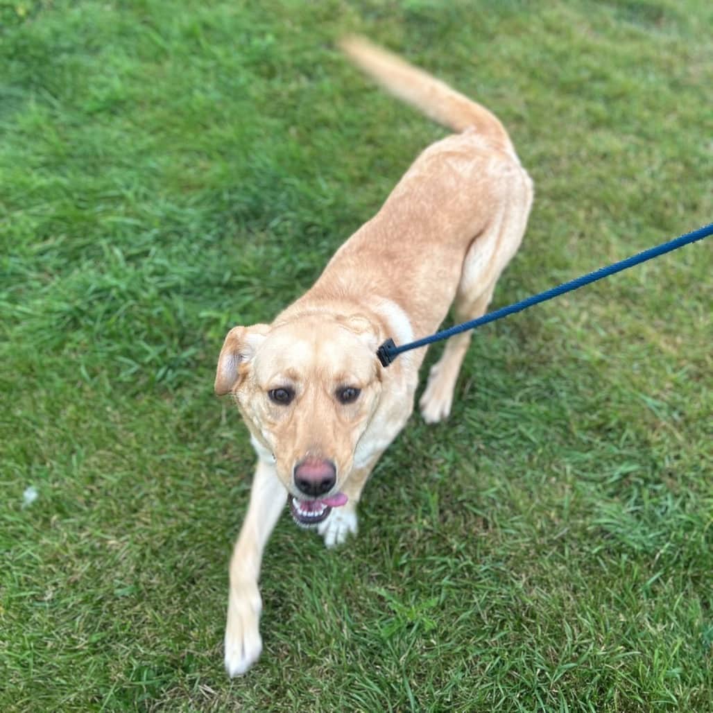 Scram - RETRIEVER, YELLOW LABRADOR/MIX available for adoption in Calgary