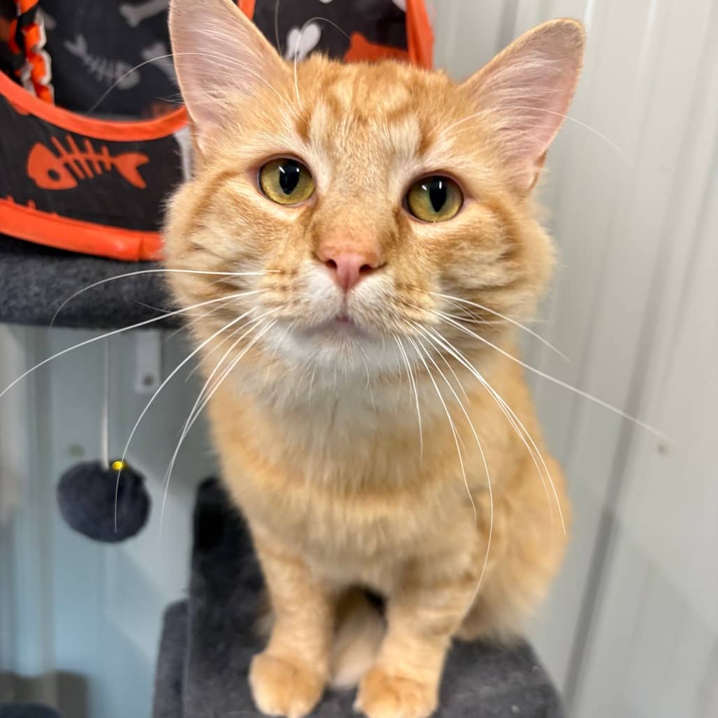 Otis - Domestic Medium Hair cat available for adoption in Saskatchewan