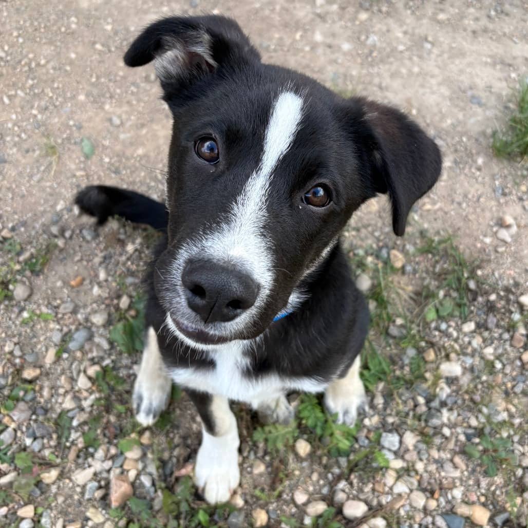 Flash - Collie, Border / Retriever, Labrador available for adoption in Saskatchewan