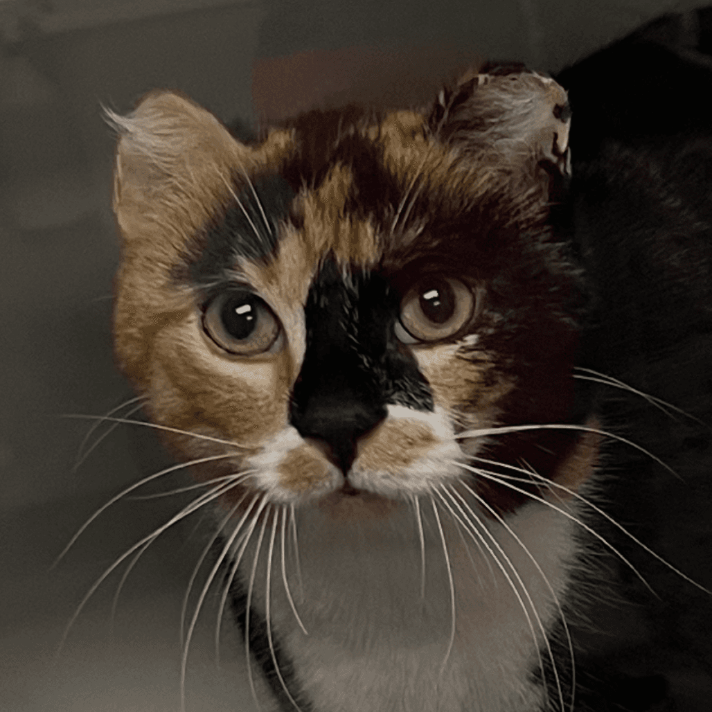 Barbara - Domestic Shorthair available for adoption