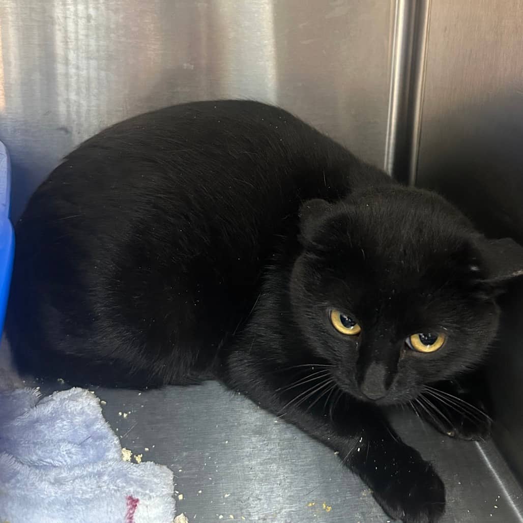 Working Cat - Binx2 - Domestic Shorthair cat available for adoption at SCARS in Edmonton