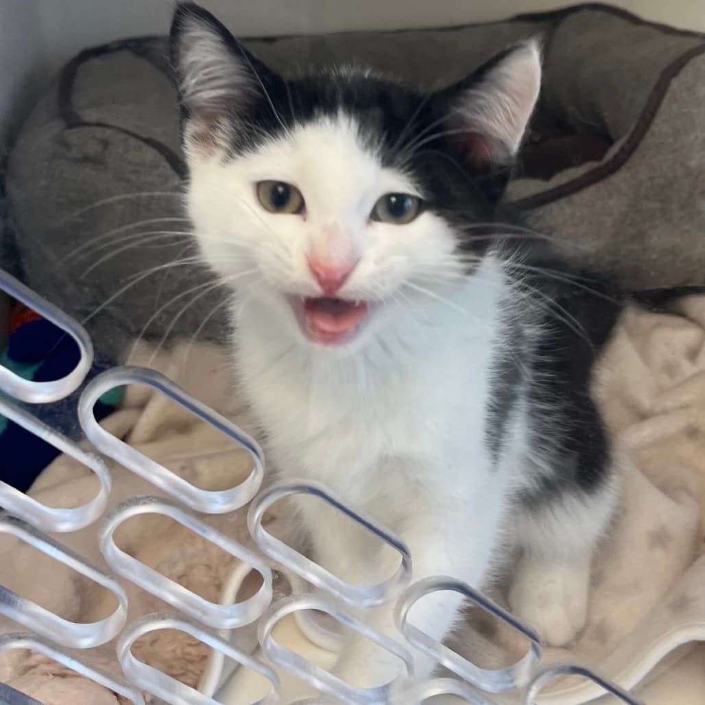 Bubbles - Domestic Shorthair available for adoption