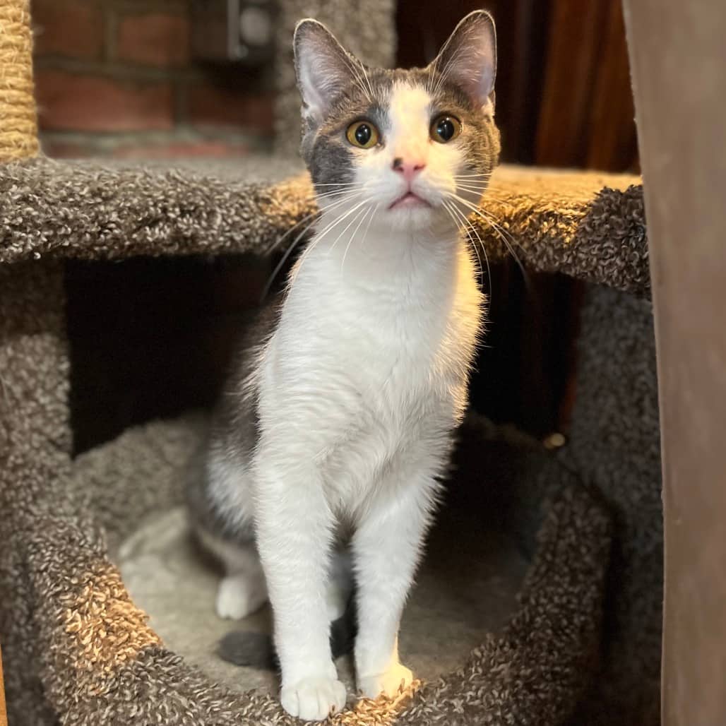Bill - Domestic Shorthair cat available for adoption at Battlefords Humane Society in North Battleford