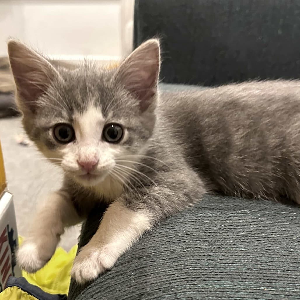 Brio - Domestic Shorthair cat available for adoption in Calgary